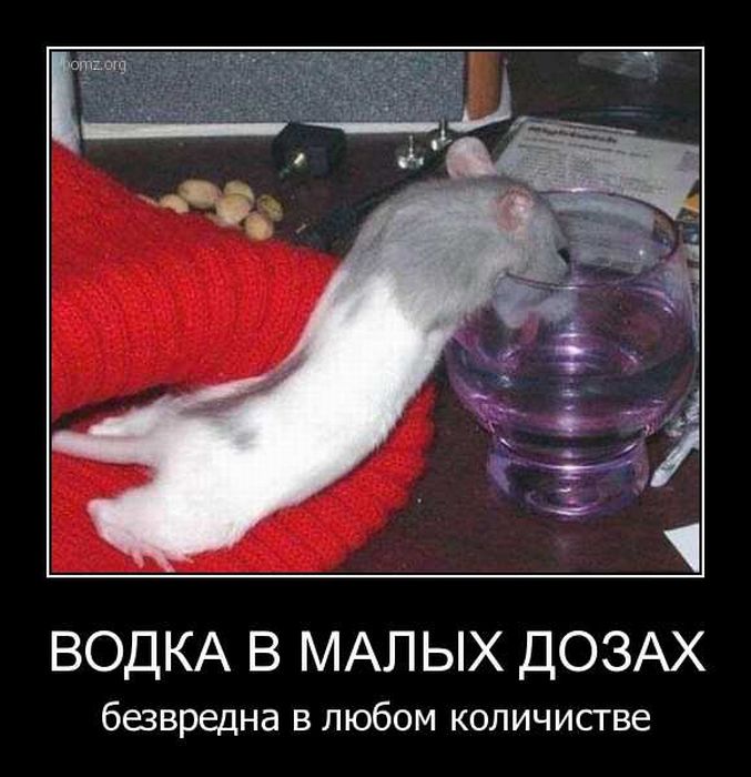 Демотиваторы приколы