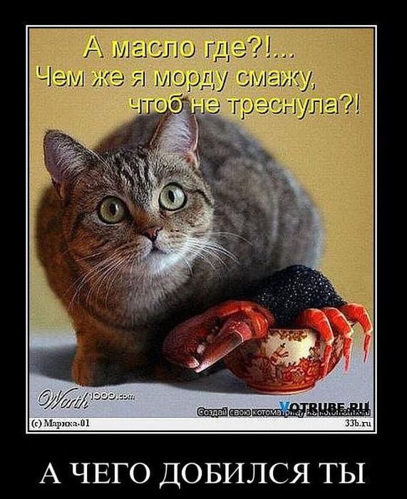 Демотиваторы приколы