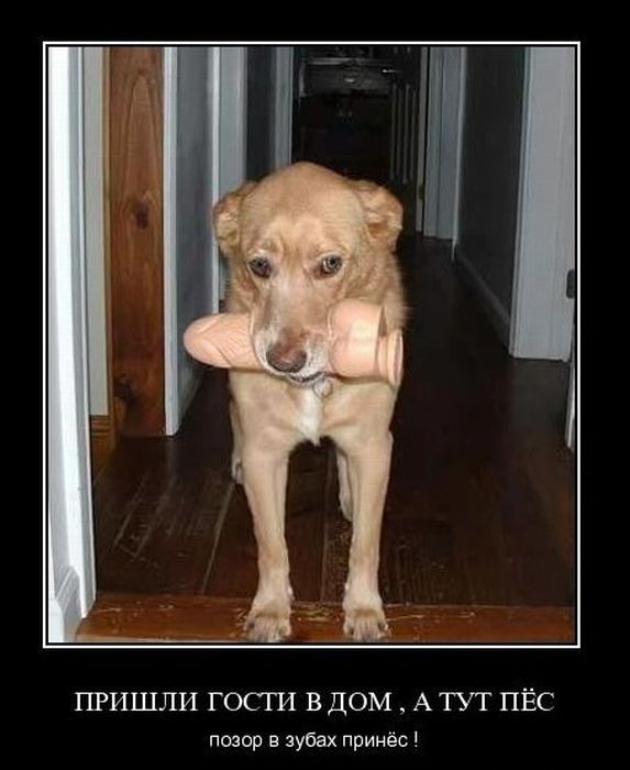 Демотиваторы приколы