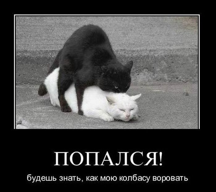 Демотиваторы приколы