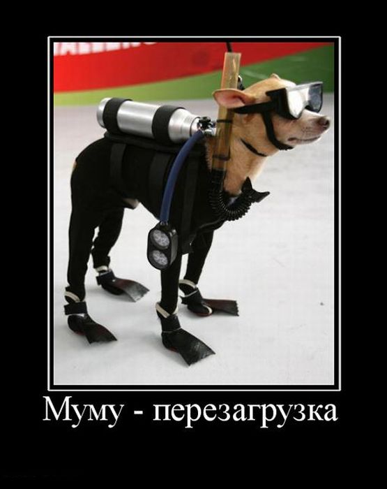 Демотиваторы приколы